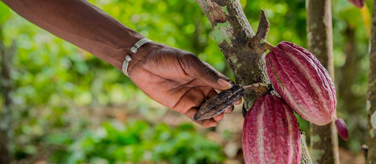 Sustainable cocoa chocolate