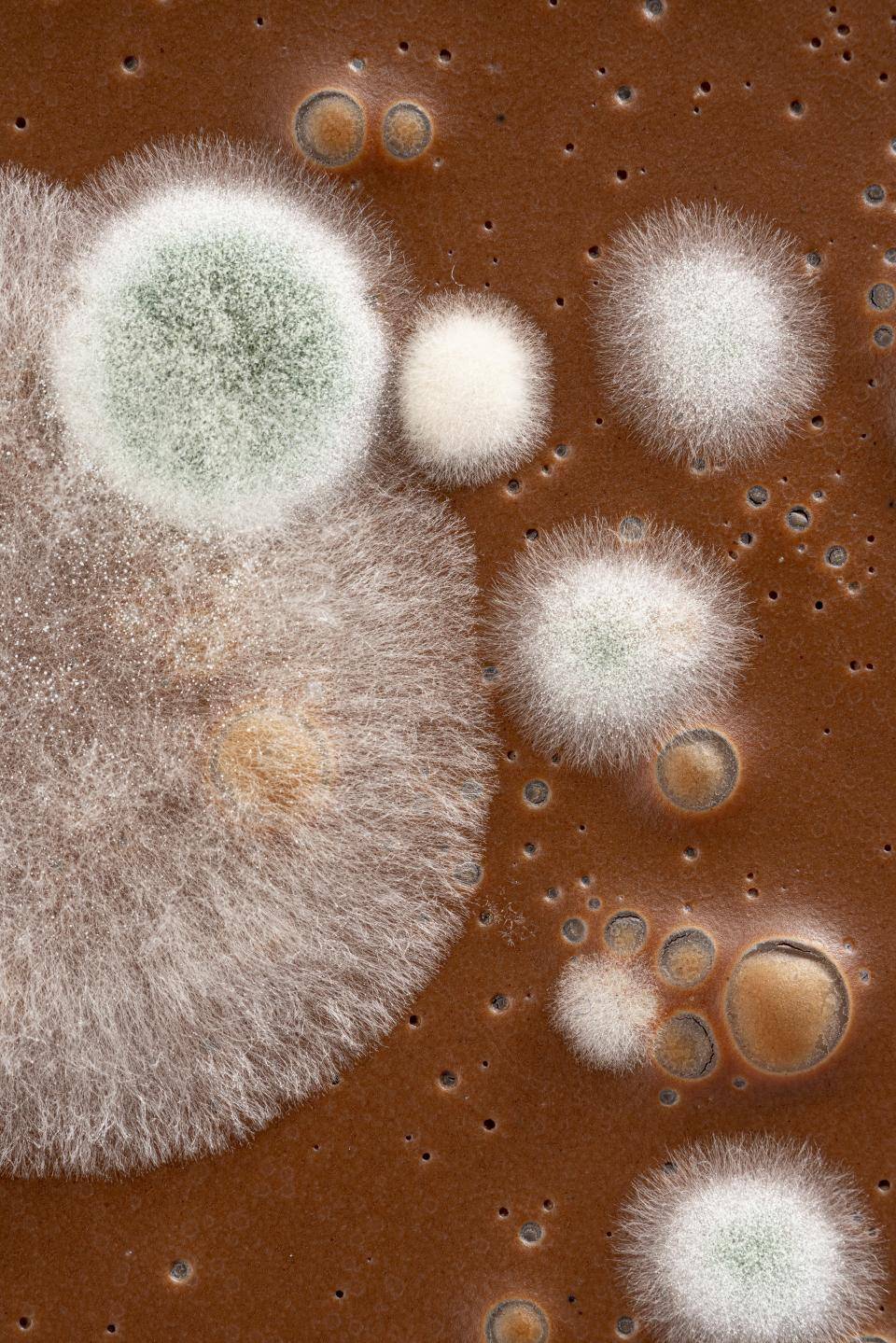 Seguridad Alimentaría