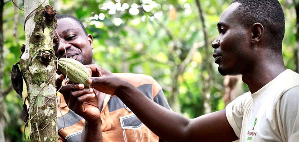 Callebaut 811 Chocolate Remastered Traceability