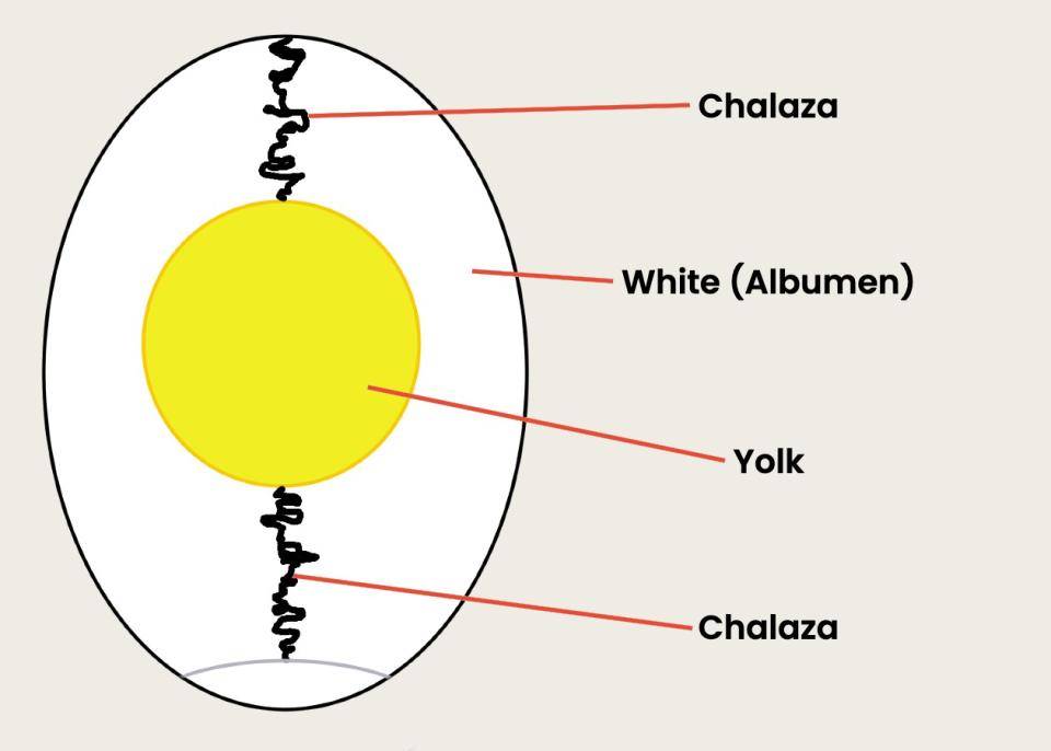 A diagram of an egg showing the white, yolk, and chalaza