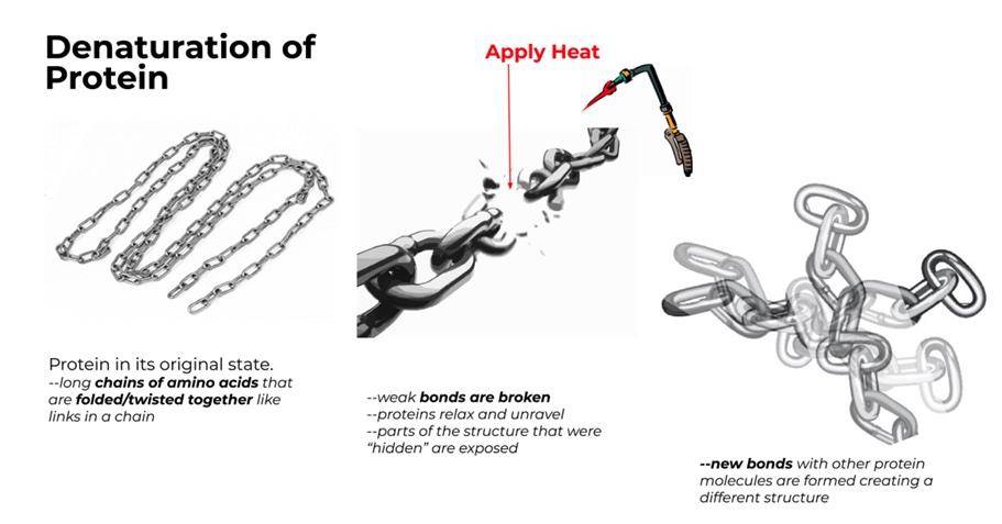 Protein chains represented as literal chains, showing how applying heat can break/alter them