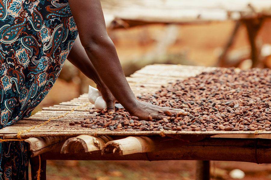 Callebaut Traceable drying cocoa beans