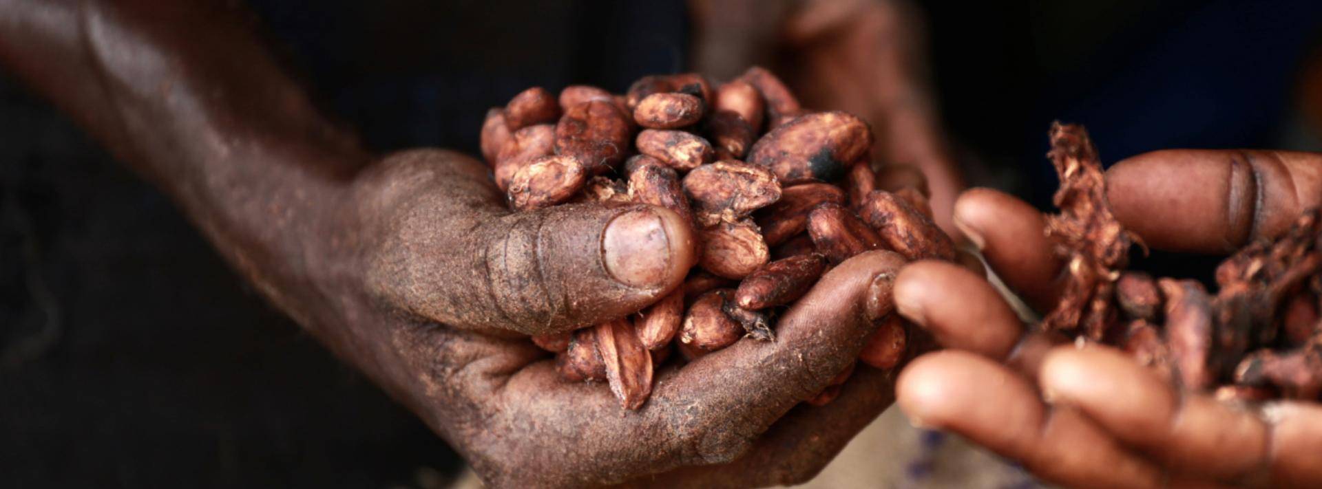 How we select beans - Callebaut