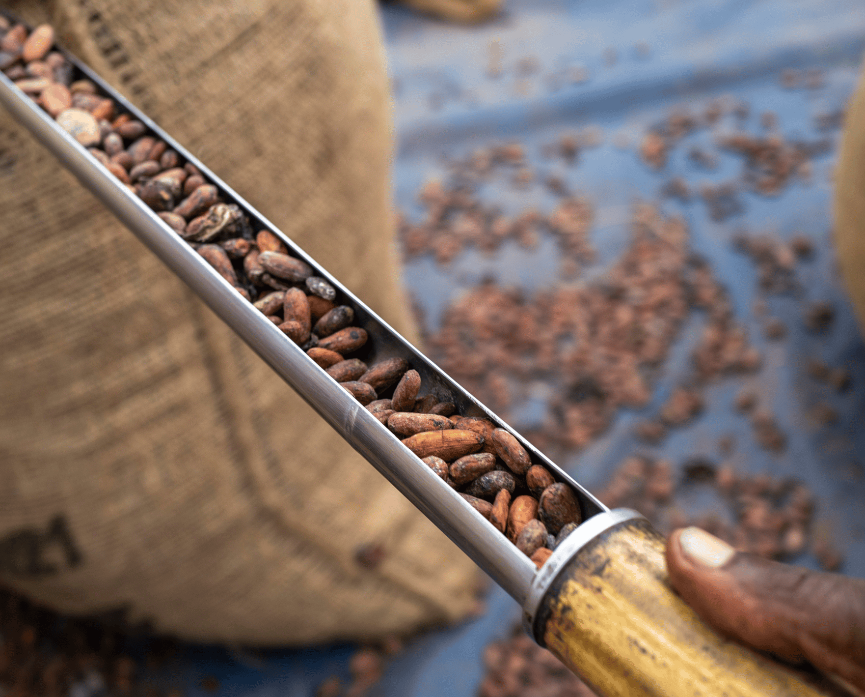 Traceability Callebaut Chocolate