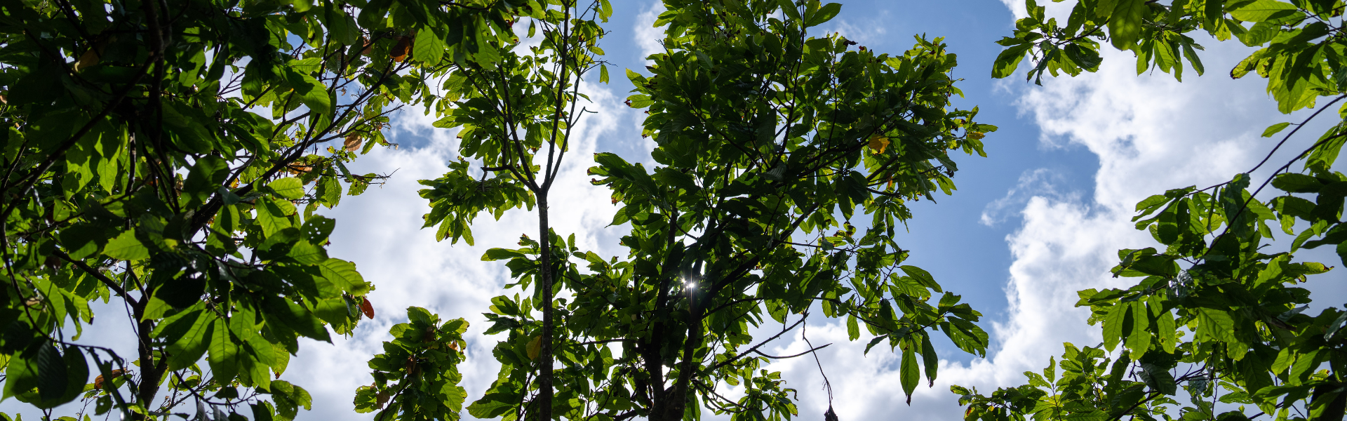 Regenerating ecosystems for cocoa farmers to prosper