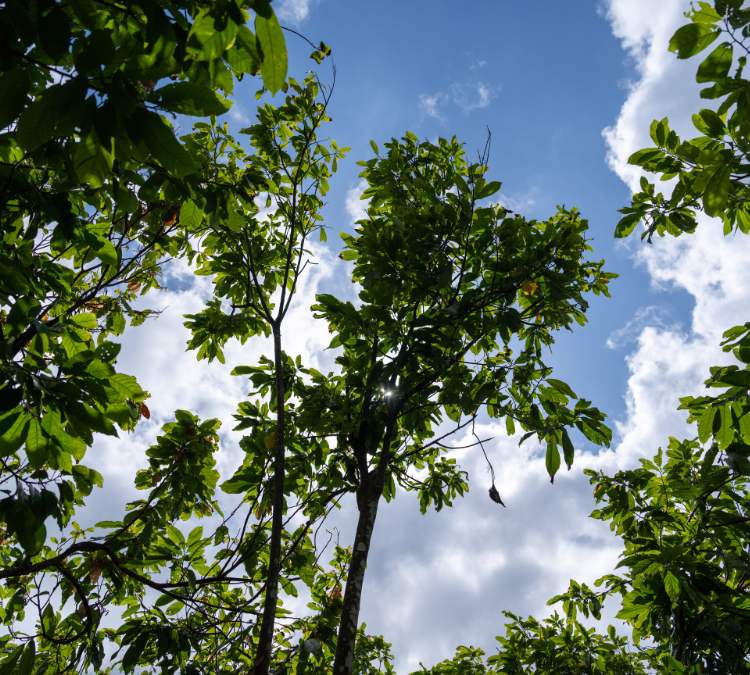Regenerating ecosystems for cocoa farmers to prosper