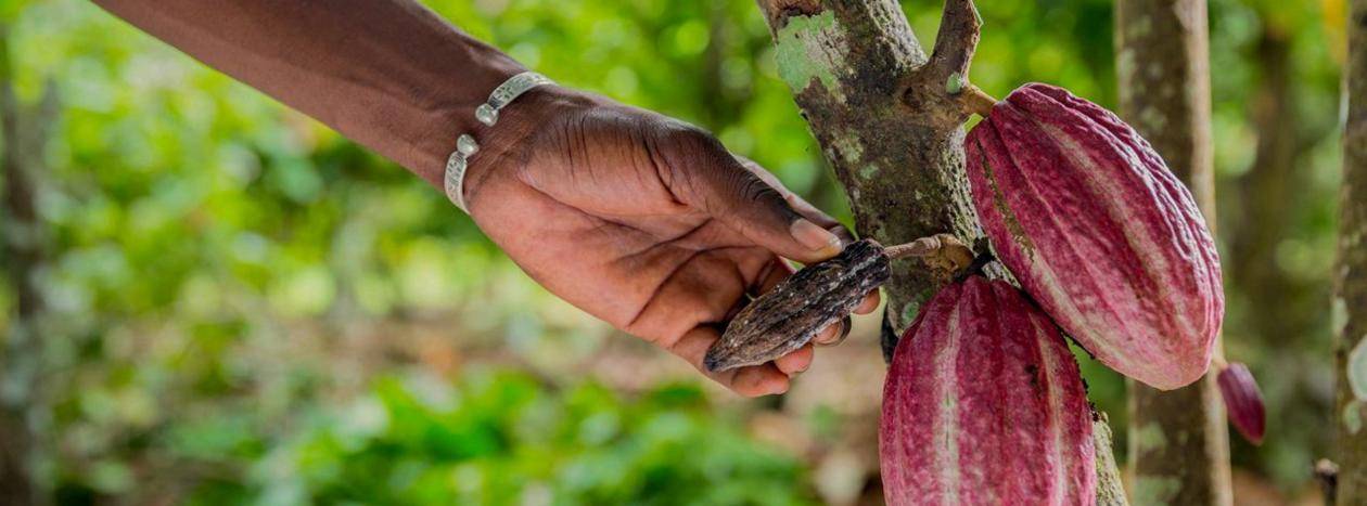 Callebaut Sustainability