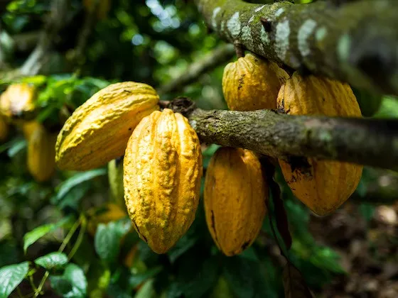 Cocoa Bean Pods on the Tree